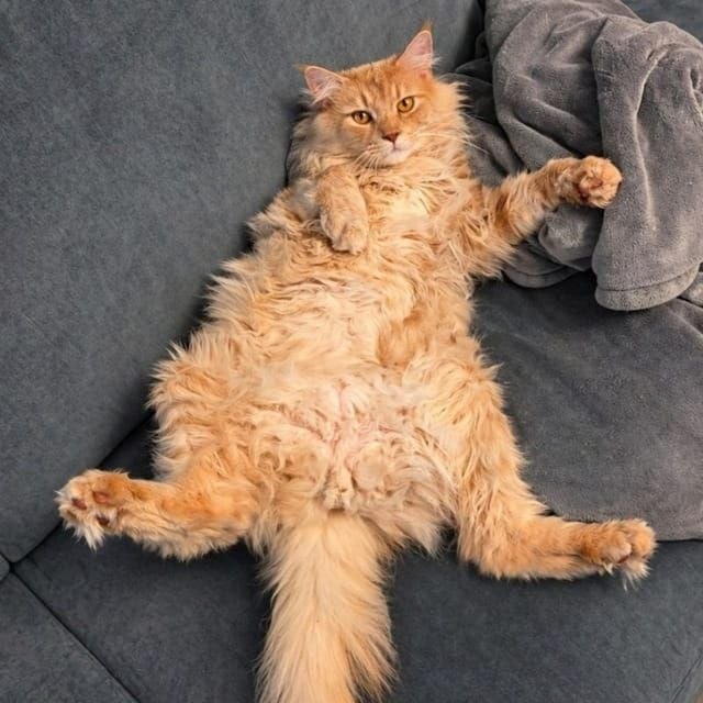 The original unbothered $CAT